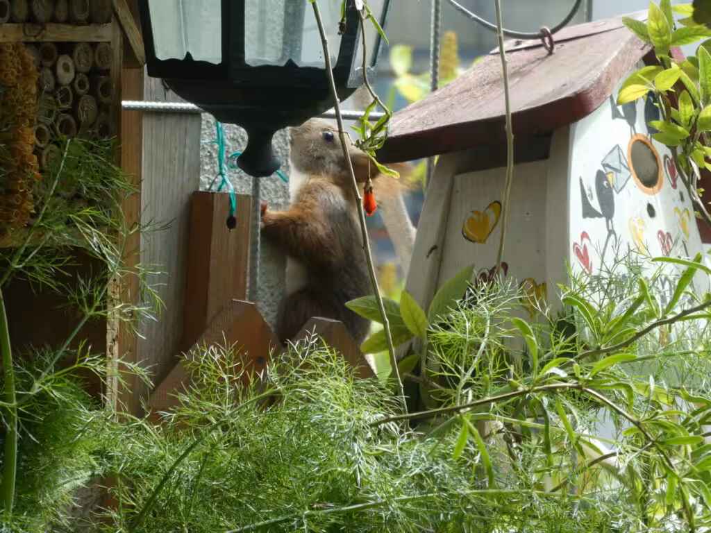 Die jungen Eichhörnchen klettern die Wände entlang. Das ist so herrlich anzusehen.