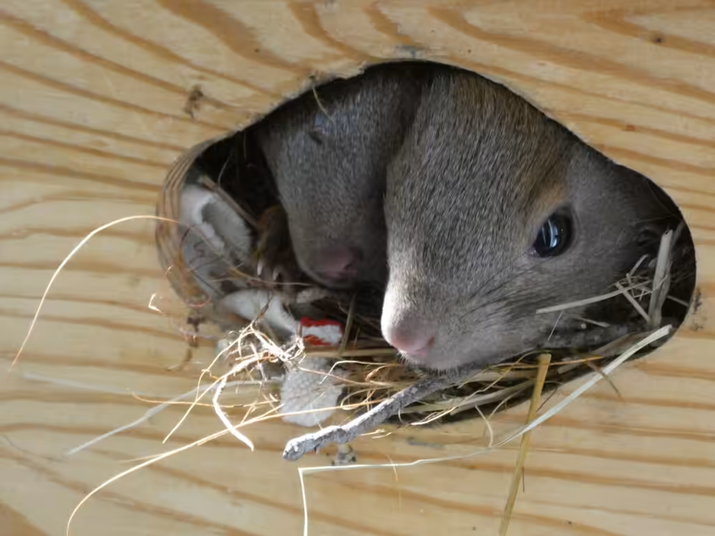 In dieser Holzkiste aus dem Baumarkt wohnen die jungen Eichhörnchen. 