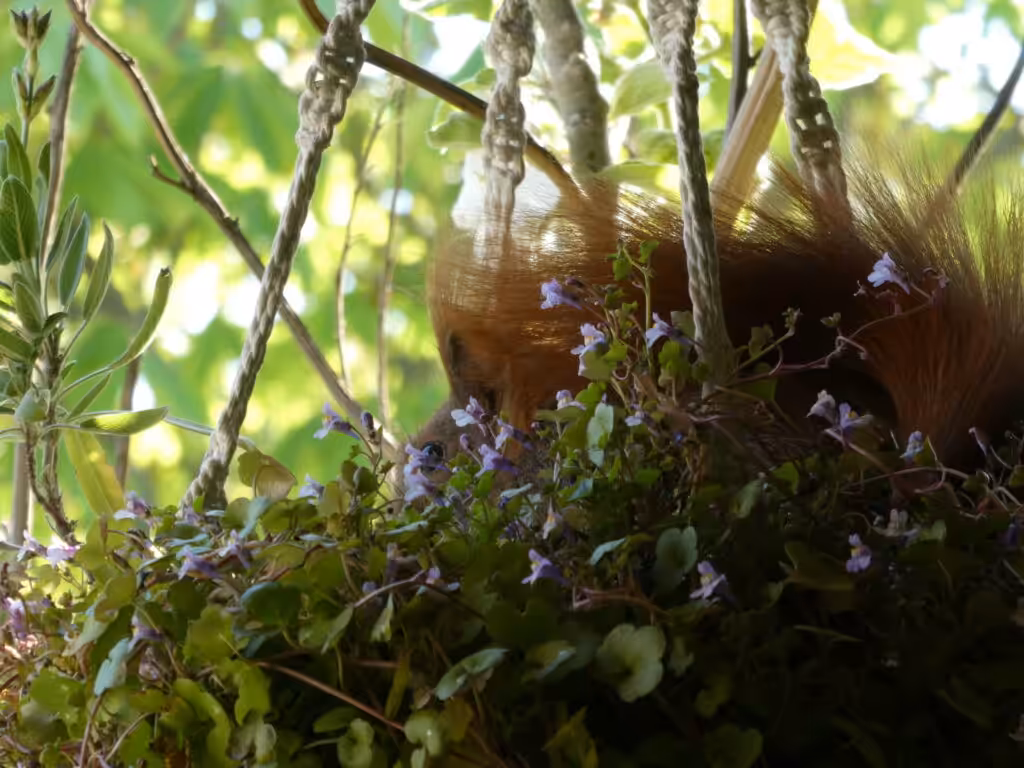 Balkon, Gärtnern Balkon, nachhaltiges Gärtnern, biologisches Gärtnern, Balkongarten, Gärtnern Balkongarten, ökologisches Gärtnern, Eichhörnchen, Eichhörnchen Balkon, Eichhörnchen Balkongarten, Eichhörnchen Garten, Biobalkon, Bio-Balkon, Natur mitten in der Stadt, Stadtnatur, Natur in der Stadt, Selbstversorgung Balkon, Selbstversorgung Balkongarten, Naturbalkon, Wildpflanzenbalkon, essbare Wildpflanzen, bienenfreundlich gärtnern, insektenfreundlich gärtnern, bienenfreundliche Pflanzen, insektenfreundliche Pflanzen, Vogel Balkon, Insekten Balkon, Natur Balkon, Natur Balkongarten, Biotop Balkon, Biotop Balkongarten, Vogelbalkon, Insektenbalkon, Naschbalkon, Zimbelkraut, Mauer-Zimbelkraut, , was fressen Eichhörnchen, was fressen Eichkatzerl, was fressen Eichkater, Eichkatzerl Balkon, Eichkater Balkon