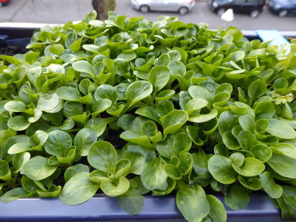 Feldsalat ist frosthart. Er ist ein typisches Wintergemüse. Entweder werden die ganzen Rosetten geerntet oder jeweils einzelne äußere Blätter.