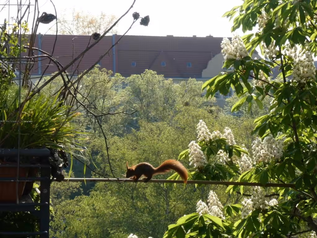 Balkon, Gärtnern Balkon, nachhaltiges Gärtnern, biologisches Gärtnern, Balkongarten, Gärtnern Balkongarten, ökologisches Gärtnern, Eichhörnchen, Eichhörnchen Balkon, Eichhörnchen Balkongarten, Eichhörnchen Garten, Biobalkon, Bio-Balkon, Natur mitten in der Stadt, Stadtnatur, Natur in der Stadt, Selbstversorgung Balkon, Selbstversorgung Balkongarten, Naturbalkon, Wildpflanzenbalkon, essbare Wildpflanzen, bienenfreundlich gärtnern, insektenfreundlich gärtnern, bienenfreundliche Pflanzen, insektenfreundliche Pflanzen, Vogel Balkon, Insekten Balkon, Natur Balkon, Natur Balkongarten, Biotop Balkon, Biotop Balkongarten, Vogelbalkon, Insektenbalkon