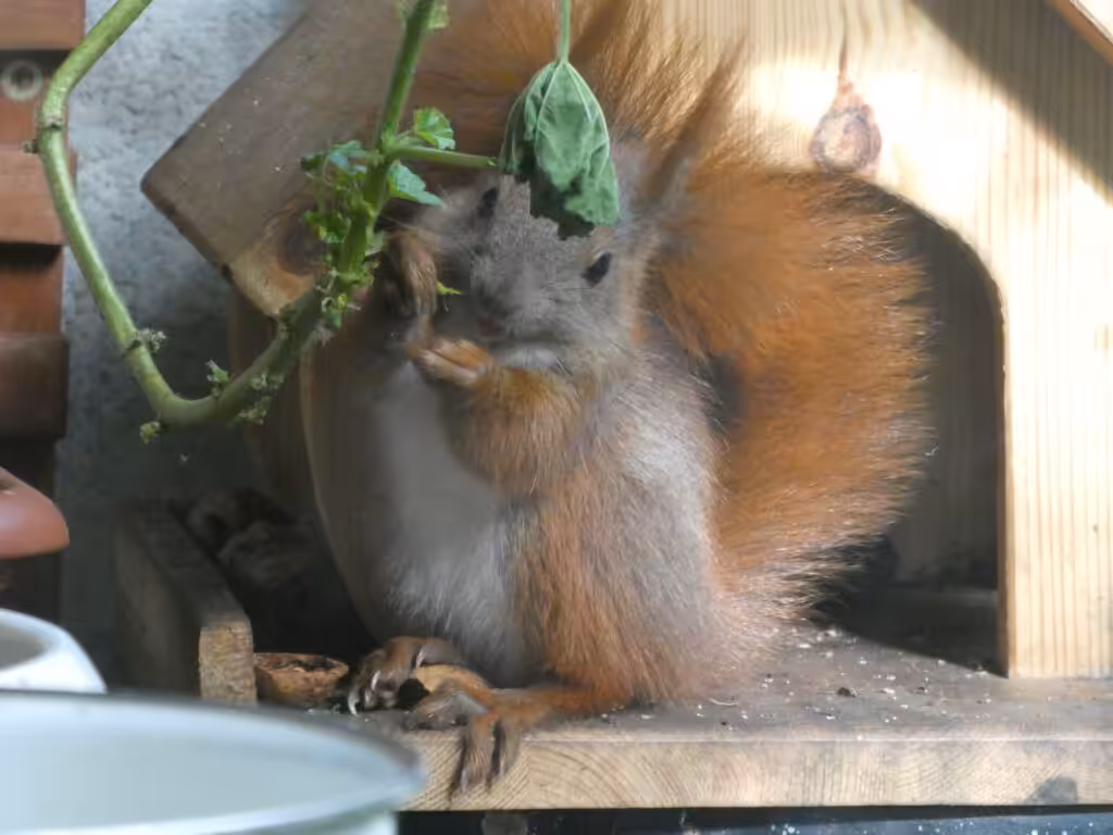 Balkon, Gärtnern Balkon, nachhaltiges Gärtnern, biologisches Gärtnern, Balkongarten, Gärtnern Balkongarten, ökologisches Gärtnern, Eichhörnchen, Eichhörnchen Balkon, Eichhörnchen Balkongarten, Eichhörnchen Garten, Biobalkon, Bio-Balkon, Natur mitten in der Stadt, Stadtnatur, Natur in der Stadt, Selbstversorgung Balkon, Selbstversorgung Balkongarten, Naturbalkon, Wildpflanzenbalkon, essbare Wildpflanzen, bienenfreundlich gärtnern, insektenfreundlich gärtnern, bienenfreundliche Pflanzen, insektenfreundliche Pflanzen, Vogel Balkon, Insekten Balkon, Natur Balkon, Natur Balkongarten, Biotop Balkon, Biotop Balkongarten, Vogelbalkon, Insektenbalkon, Wilde Malve, Malve Balkon, Malve Balkongarten, Naschbalkon, Naschbalkongarten, , was fressen Eichhörnchen, was fressen Eichkatzerl, was fressen Eichkater, Eichkatzerl Balkon, Eichkater Balkon