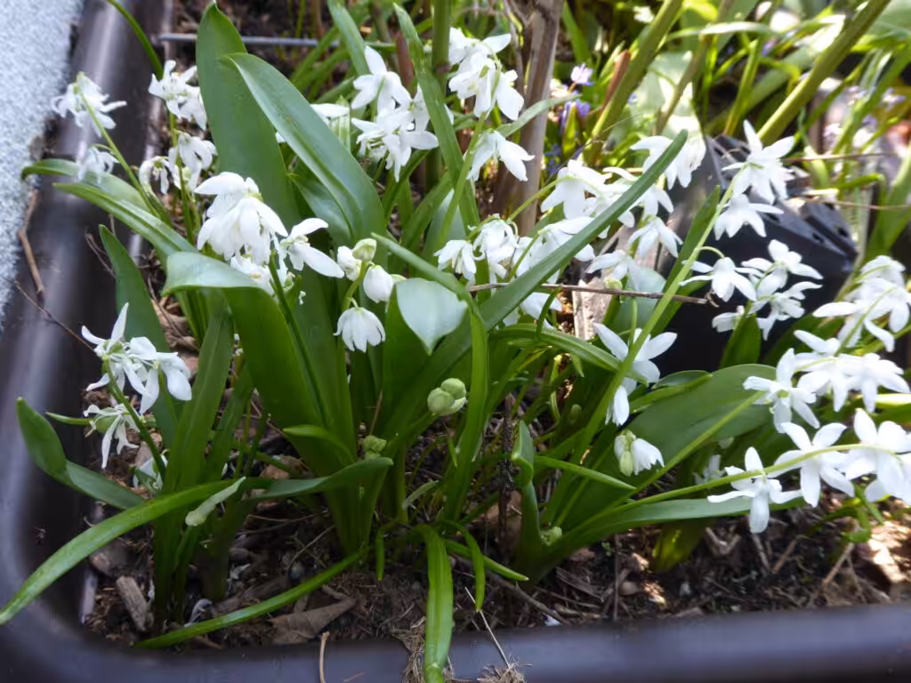Frühblüher erfreuen das Auge und bieten frühe Nahrung für die Bienen.