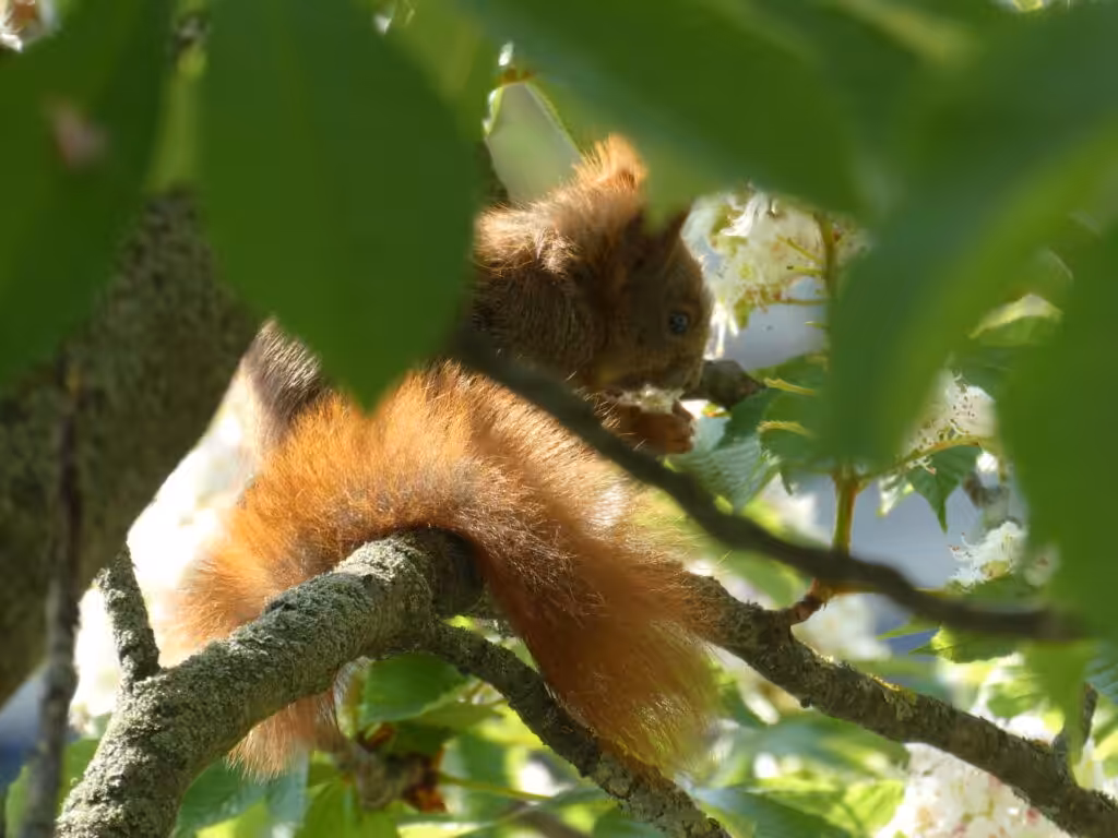 Balkon, Gärtnern Balkon, nachhaltiges Gärtnern, biologisches Gärtnern, Balkongarten, Gärtnern Balkongarten, ökologisches Gärtnern, Eichhörnchen, Eichhörnchen Balkon, Eichhörnchen Balkongarten, Eichhörnchen Garten, Biobalkon, Bio-Balkon, Natur mitten in der Stadt, Stadtnatur, Natur in der Stadt, Selbstversorgung Balkon, Selbstversorgung Balkongarten, Naturbalkon, Wildpflanzenbalkon, essbare Wildpflanzen, bienenfreundlich gärtnern, insektenfreundlich gärtnern, bienenfreundliche Pflanzen, insektenfreundliche Pflanzen, Vogel Balkon, Insekten Balkon, Natur Balkon, Natur Balkongarten, Biotop Balkon, Biotop Balkongarten, Vogelbalkon, Insektenbalkon, Naschbalkon, , was fressen Eichhörnchen, was fressen Eichkatzerl, was fressen Eichkater, Eichkatzerl Balkon, Eichkater Balkon