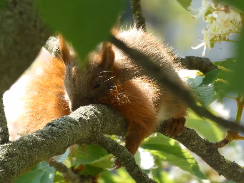 Balkon, Gärtnern Balkon, nachhaltiges Gärtnern, biologisches Gärtnern, Balkongarten, Gärtnern Balkongarten, ökologisches Gärtnern, Eichhörnchen, Eichhörnchen Balkon, Eichhörnchen Balkongarten, Eichhörnchen Garten, Biobalkon, Bio-Balkon, Natur mitten in der Stadt, Stadtnatur, Natur in der Stadt, Selbstversorgung Balkon, Selbstversorgung Balkongarten, Naturbalkon, Wildpflanzenbalkon, essbare Wildpflanzen, bienenfreundlich gärtnern, insektenfreundlich gärtnern, bienenfreundliche Pflanzen, insektenfreundliche Pflanzen, Vogel Balkon, Insekten Balkon, Natur Balkon, Natur Balkongarten, Biotop Balkon, Biotop Balkongarten, Vogelbalkon, Insektenbalkon, Naschbalkon, , was fressen Eichhörnchen, was fressen Eichkatzerl, was fressen Eichkater, Eichkatzerl Balkon, Eichkater Balkon