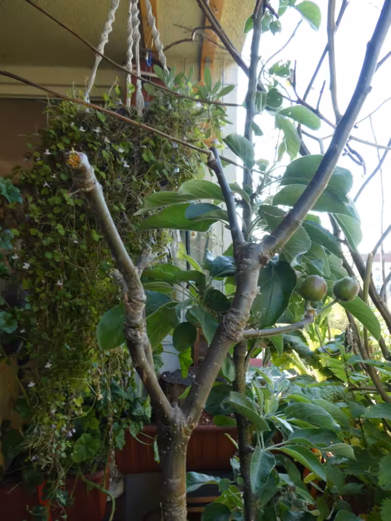 Balkon, Gärtnern Balkon, nachhaltiges Gärtnern, biologisches Gärtnern, Balkongarten, Gärtnern Balkongarten, ökologisches Gärtnern, Eichhörnchen, Eichhörnchen Balkon, Eichhörnchen Balkongarten, Eichhörnchen Garten, Biobalkon, Bio-Balkon, Natur mitten in der Stadt, Stadtnatur, Natur in der Stadt, Selbstversorgung Balkon, Selbstversorgung Balkongarten, Naturbalkon, Wildpflanzenbalkon, essbare Wildpflanzen, bienenfreundlich gärtnern, insektenfreundlich gärtnern, bienenfreundliche Pflanzen, insektenfreundliche Pflanzen, Vogel Balkon, Insekten Balkon, Natur Balkon, Natur Balkongarten, Biotop Balkon, Biotop Balkongarten, Vogelbalkon, Insektenbalkon, Obst Balkon, Säulenobst, Säulenobst Balkon, Säulenobst Balkongarten, Naschbalkon, , was fressen Eichhörnchen, was fressen Eichkatzerl, was fressen Eichkater, Eichkatzerl Balkon, Eichkater Balkon