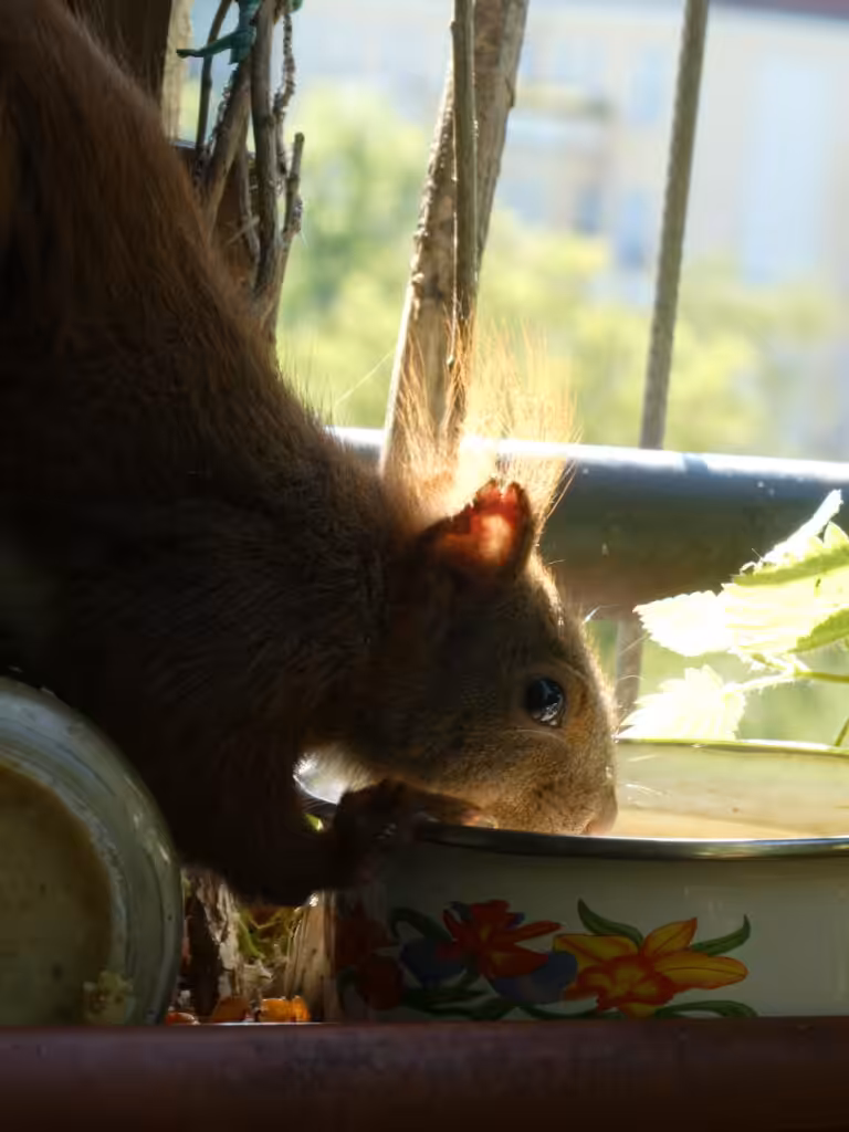 Balkon, Gärtnern Balkon, nachhaltiges Gärtnern, biologisches Gärtnern, Balkongarten, Gärtnern Balkongarten, ökologisches Gärtnern, Eichhörnchen, Eichhörnchen Balkon, Eichhörnchen Balkongarten, Eichhörnchen Garten, Biobalkon, Bio-Balkon, Natur mitten in der Stadt, Stadtnatur, Natur in der Stadt, Selbstversorgung Balkon, Selbstversorgung Balkongarten, Naturbalkon, Wildpflanzenbalkon, essbare Wildpflanzen, bienenfreundlich gärtnern, insektenfreundlich gärtnern, bienenfreundliche Pflanzen, insektenfreundliche Pflanzen, Vogel Balkon, Insekten Balkon, Natur Balkon, Natur Balkongarten, Biotop Balkon, Biotop Balkongarten, Vogelbalkon, Insektenbalkon, Tränke, Tränke Balkon, Tränke Balkongarten, Tränke Terrasse