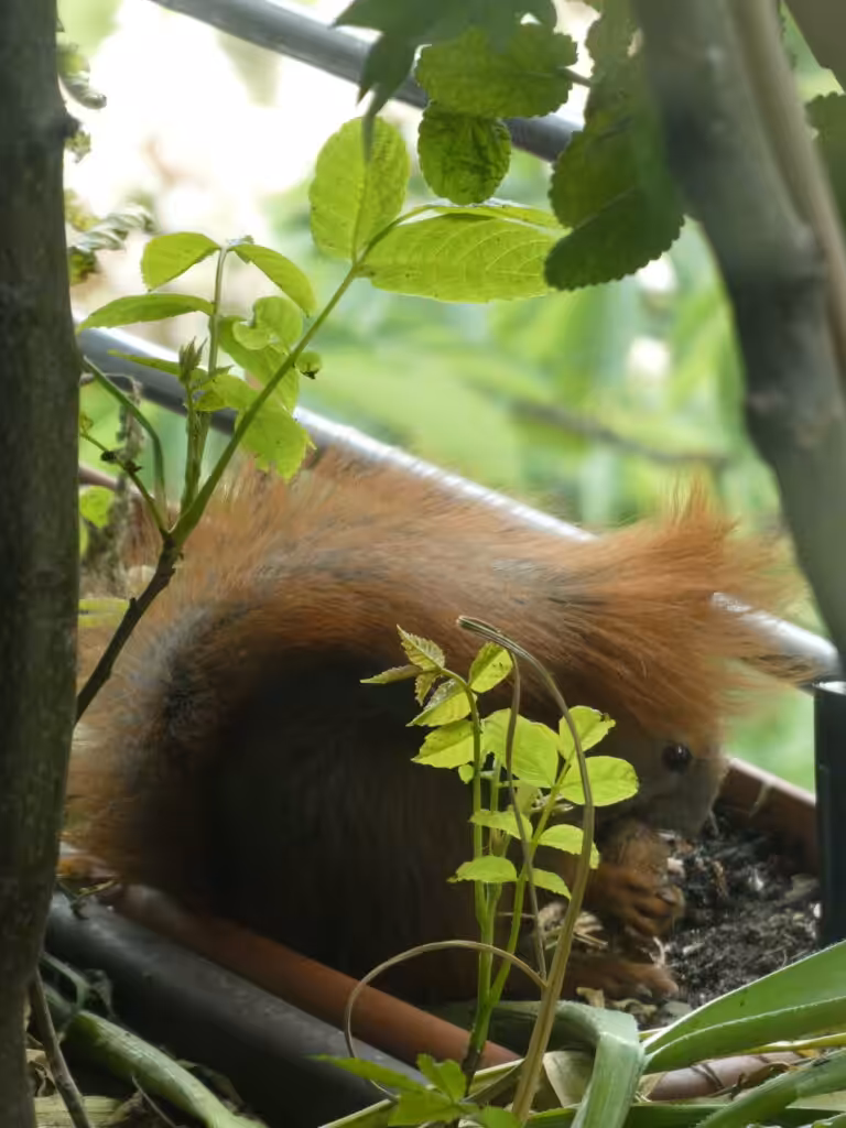 Balkon, Gärtnern Balkon, nachhaltiges Gärtnern, biologisches Gärtnern, Balkongarten, Gärtnern Balkongarten, ökologisches Gärtnern, Eichhörnchen, Eichhörnchen Balkon, Eichhörnchen Balkongarten, Eichhörnchen Garten, Biobalkon, Bio-Balkon, Natur mitten in der Stadt, Stadtnatur, Natur in der Stadt, Selbstversorgung Balkon, Selbstversorgung Balkongarten, Naturbalkon, Wildpflanzenbalkon, essbare Wildpflanzen, bienenfreundlich gärtnern, insektenfreundlich gärtnern, bienenfreundliche Pflanzen, insektenfreundliche Pflanzen, Vogel Balkon, Insekten Balkon, Natur Balkon, Natur Balkongarten, Biotop Balkon, Biotop Balkongarten, Vogelbalkon, Insektenbalkon, Walnuss