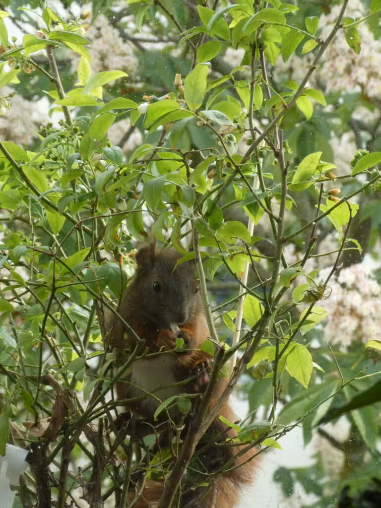 Balkon, Gärtnern Balkon, nachhaltiges Gärtnern, biologisches Gärtnern, Balkongarten, Gärtnern Balkongarten, ökologisches Gärtnern, Eichhörnchen, Eichhörnchen Balkon, Eichhörnchen Balkongarten, Eichhörnchen Garten, Biobalkon, Bio-Balkon, Natur mitten in der Stadt, Stadtnatur, Natur in der Stadt, Selbstversorgung Balkon, Selbstversorgung Balkongarten, Naturbalkon, Wildpflanzenbalkon, essbare Wildpflanzen, bienenfreundlich gärtnern, insektenfreundlich gärtnern, bienenfreundliche Pflanzen, insektenfreundliche Pflanzen, Vogel Balkon, Insekten Balkon, Natur Balkon, Natur Balkongarten, Biotop Balkon, Biotop Balkongarten, Vogelbalkon, Insektenbalkon, Obst Balkon, Obstbalkon, Naschbalkon, Heidelbeere Balkon, Heidelbeere Balkongarten, , was fressen Eichhörnchen, was fressen Eichkatzerl, was fressen Eichkater, Eichkatzerl Balkon, Eichkater Balkon