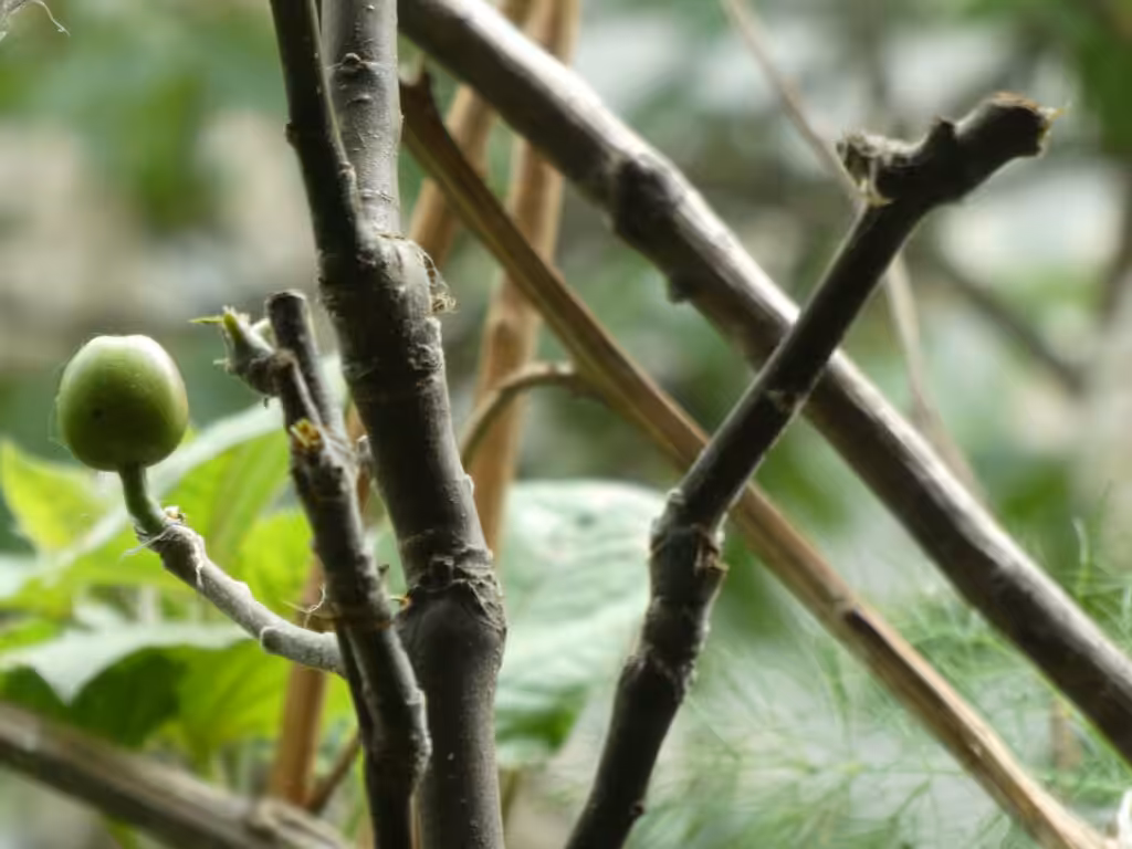 Balkon, Gärtnern Balkon, nachhaltiges Gärtnern, biologisches Gärtnern, Balkongarten, Gärtnern Balkongarten, ökologisches Gärtnern, Eichhörnchen, Eichhörnchen Balkon, Eichhörnchen Balkongarten, Eichhörnchen Garten, Biobalkon, Bio-Balkon, Natur mitten in der Stadt, Stadtnatur, Natur in der Stadt, Selbstversorgung Balkon, Selbstversorgung Balkongarten, Naturbalkon, Wildpflanzenbalkon, essbare Wildpflanzen, bienenfreundlich gärtnern, insektenfreundlich gärtnern, bienenfreundliche Pflanzen, insektenfreundliche Pflanzen, Vogel Balkon, Insekten Balkon, Natur Balkon, Natur Balkongarten, Biotop Balkon, Biotop Balkongarten, Vogelbalkon, Insektenbalkon, Säulenobst, Säulenobst Balkon, Säulenobst Balkongarten, Obst Balkon, Naschbalkon, , was fressen Eichhörnchen, was fressen Eichkatzerl, was fressen Eichkater, Eichkatzerl Balkon, Eichkater Balkon