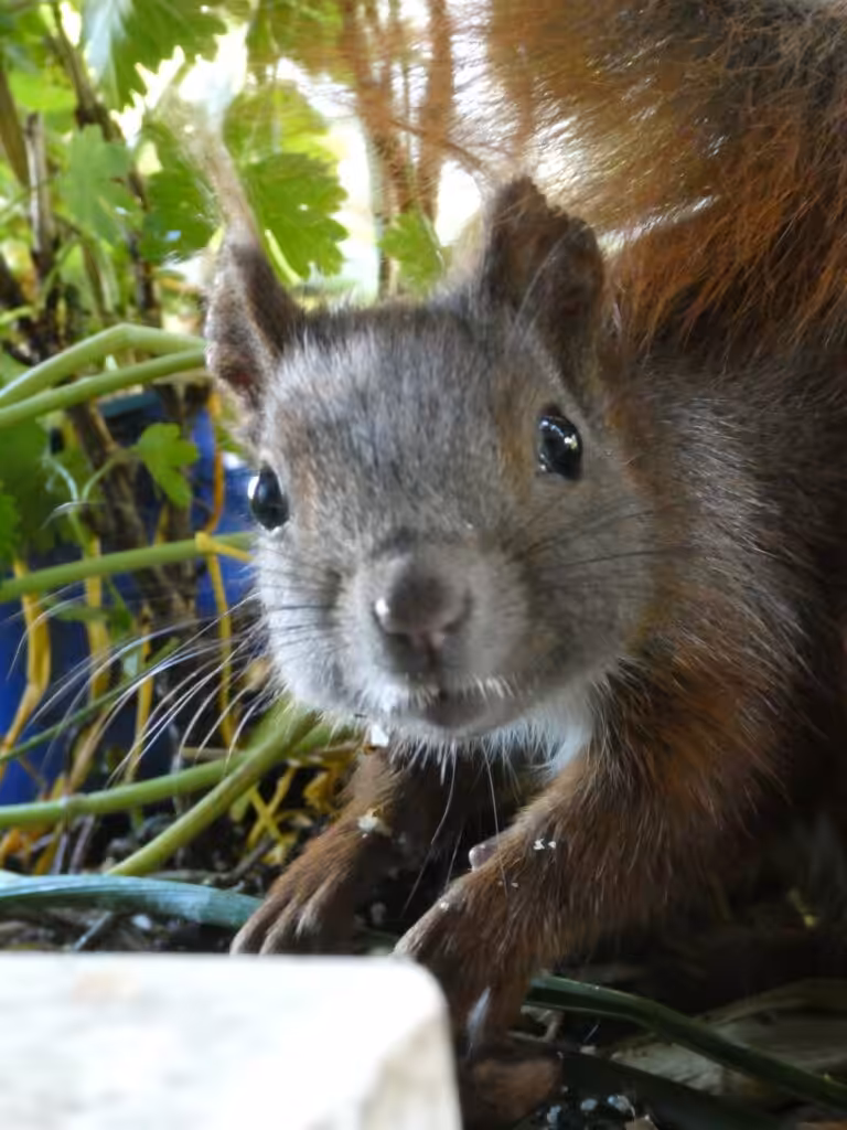 Mein Biotop auf dem Balkon: Dazu gehören auf meinem Bio-Balkon die entzückenden Eichhörnchen.