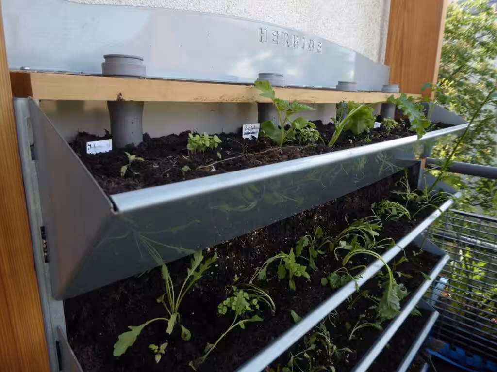 Planting the young plants in the vertical bed. They are still hanging their heads.