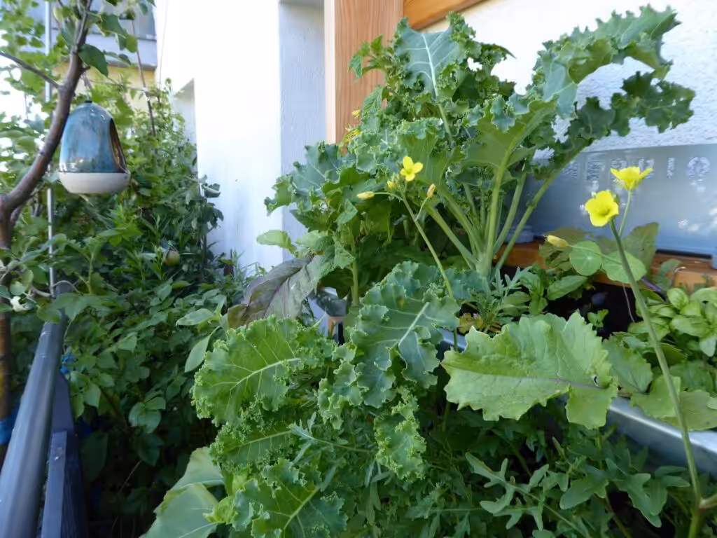 With this vertical bed from HerbiosGarden, vertical gardening is easy in a small space. You can see how narrow my snack balcony is in this picture.