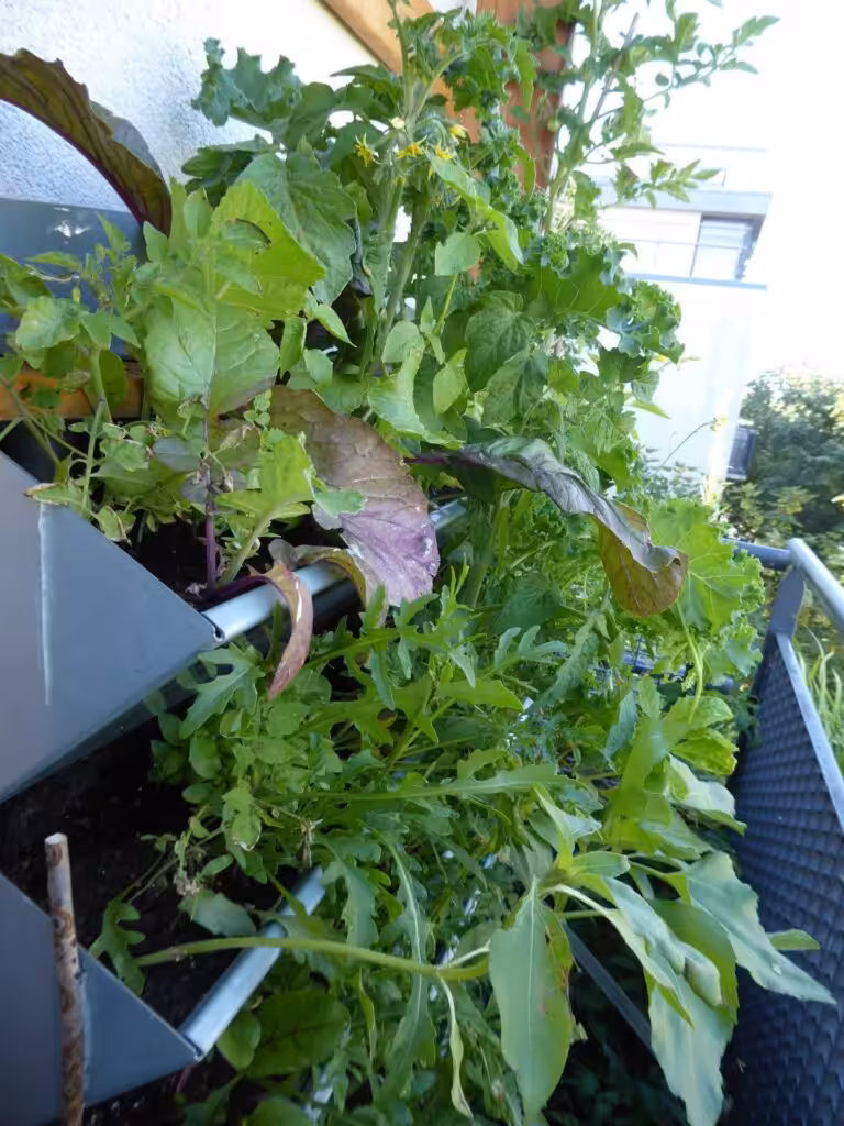 It grows more and more luxuriantly in vertical beds - self-sufficiency on balconies is possible.