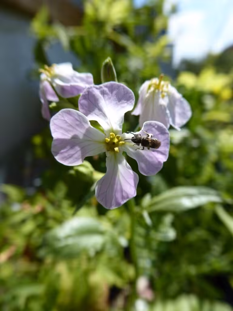 Die Blüte der Radieschen ist schön. Ich beobachte Wildbienen in der Blüte.