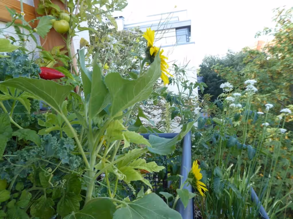This vertical bed for vertical gardening is a great way to harvest a lot, even in the middle of the city. Plus variety. Old varieties. Full of flavor. Poison and chemical-free. It enables year-round self-sufficiency with fresh herbs, fruit and vegetables in organic quality.
