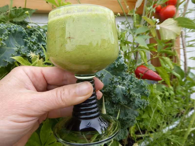 I love it and drink it every day: green smoothie with green plants from the vertical beds and even from the windowsills.