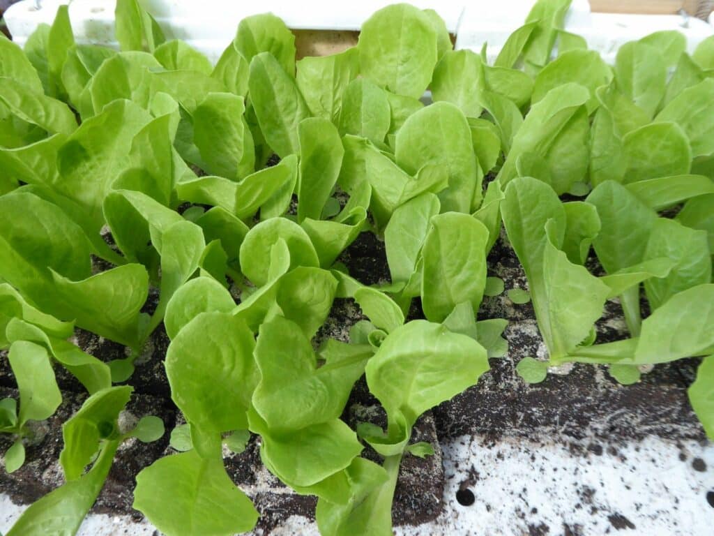 Jungpflanzen vom Salat können natürlich im Mai gesetzt werden. Balkongärtnern kann zur Selbstversorgung beitragen. 