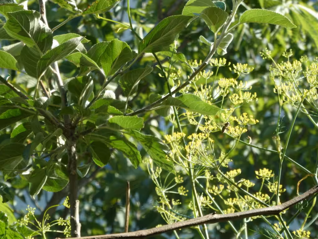 Im Juli sollen beim Säulenobst die Wasserschoße entfernt werden.