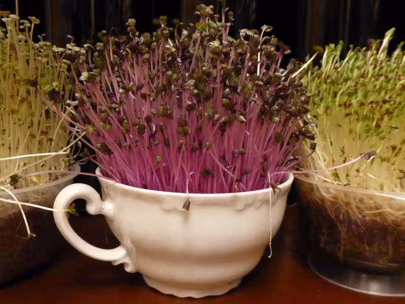 Ich nutze für die Zucht von Microgreens auch Tassen und Auflaufschalen.