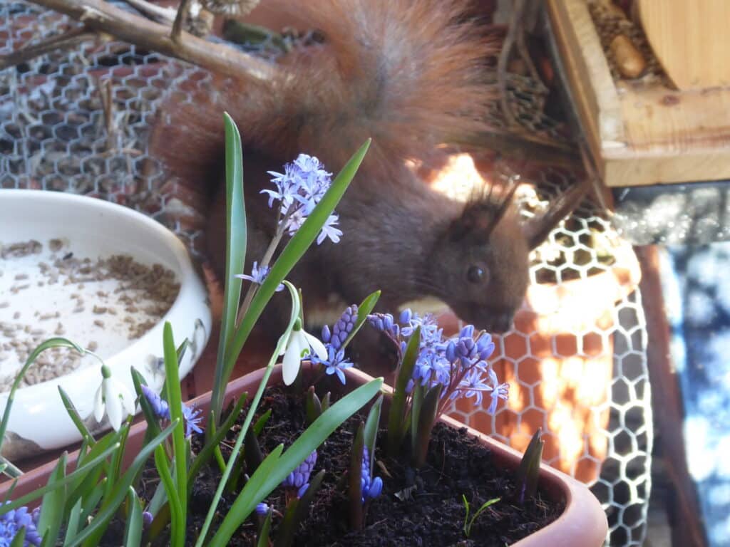 Mein Biotop auf dem Balkon. Naturerlebnis und Ernteglück mitten in der Stadt. Dazu gehören Frühblüher - biologisch produziert.