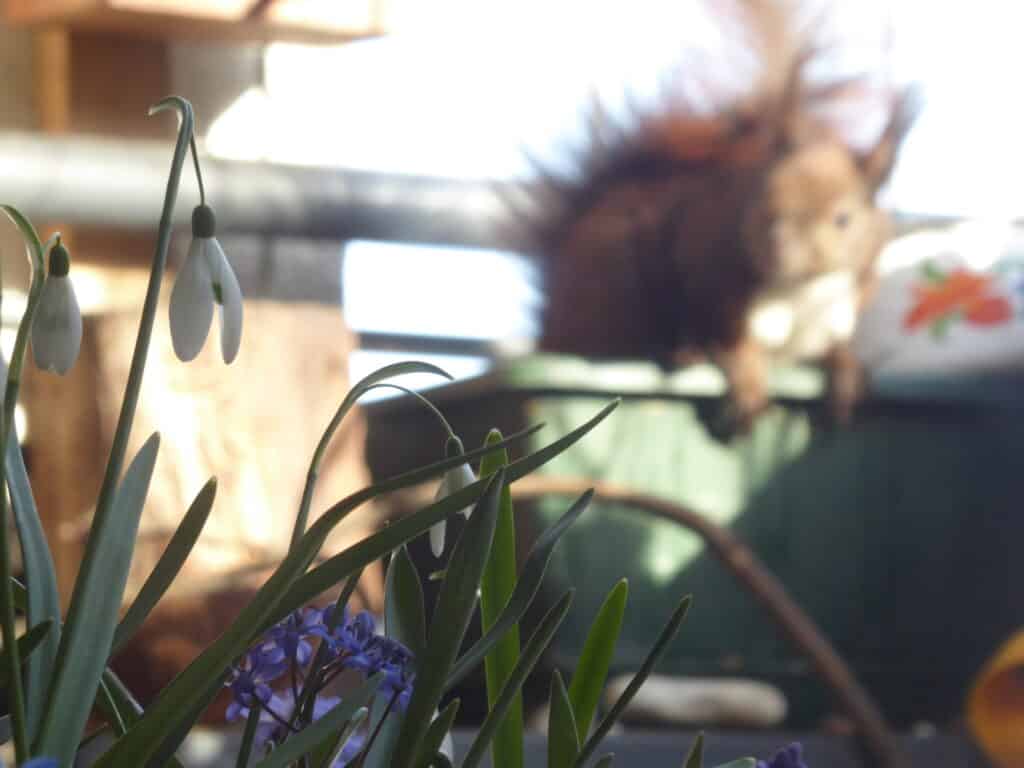 Mein Biotop auf dem Balkon. Pflanzzeit für Zwiebelblumen wie Schneeglöckchen, Krokus, Tulpe und Co. Sie gehören auf jeden Naturbalkon.
