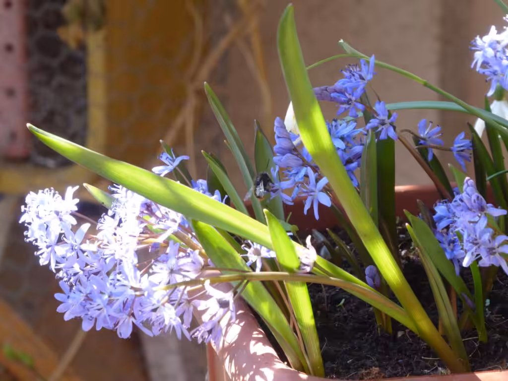 Frühblüher erfreuen das Auge und ziehen Wildbienen, hier Mauerbiene, an. Hier bekommst Du Blumenzwiebeln mit Gutschein über einen Rabatt-Code.