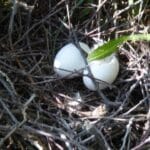Sehr schöne Ringeltauben-Eier im Nest.
