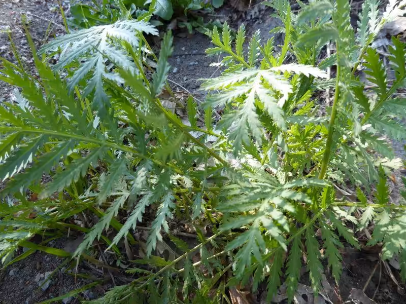 Der Rainfarn ist eine uralte Wirkpflanze gegen Schädlinge beim biologischen Gärtnern. Seine Wirkstoffe vertreiben die Schädlinge.