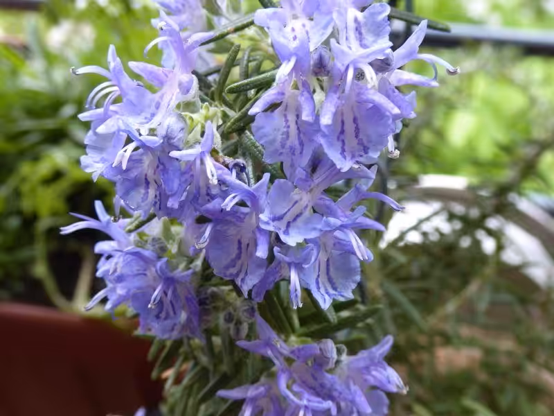 Rosmarin verbleibt draußen, wenn es eine frostharte Züchtung ist. Es sind keine weiteren diesbezüglichen Wintervorbereitungen auf dem Balkon zu treffen.