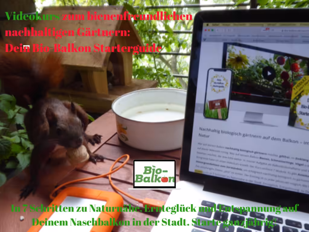 Mein Biotop auf dem Balkon - um dieses zu gestalten, habe ich einen Videokurs konzipiert. Mein Bio-Balkon Starterguide. In 7 Schritten zum nachhaltigen insektenfreundlichen Gärtnern.