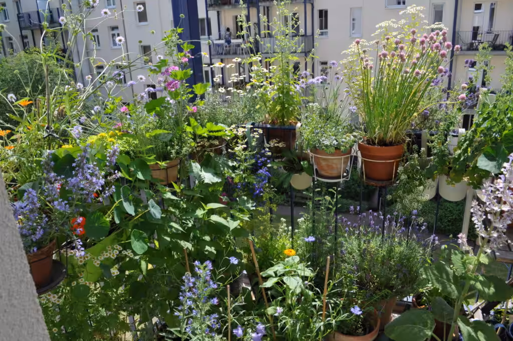 Am 17. Juni hat Stefanie auf ihrem Balkon mitten in Hamburg bereits 78 Kübel, Töpfe und Kästen. Eine Pracht ist ihr pflegeleichten schön blühenden bienenfreundlichen Balkon.
