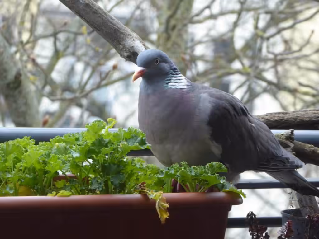 5 Balkon-Empfehlungen für den leichten Anbau im August, Anbau von Grünkohl auf dem Balkongarten im Balkonkasten