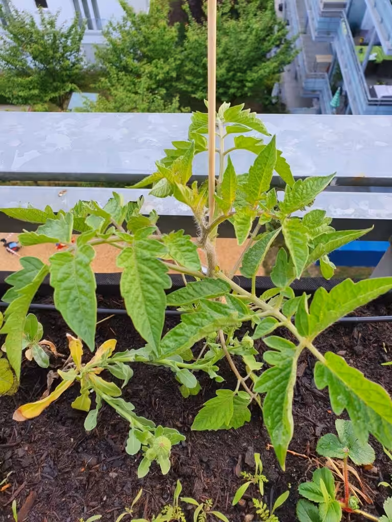Es ist im Mai Zeit, die Tomatenjungpflanzen auf den Balkon zu setzen. Achte auf eine Abhärtung.