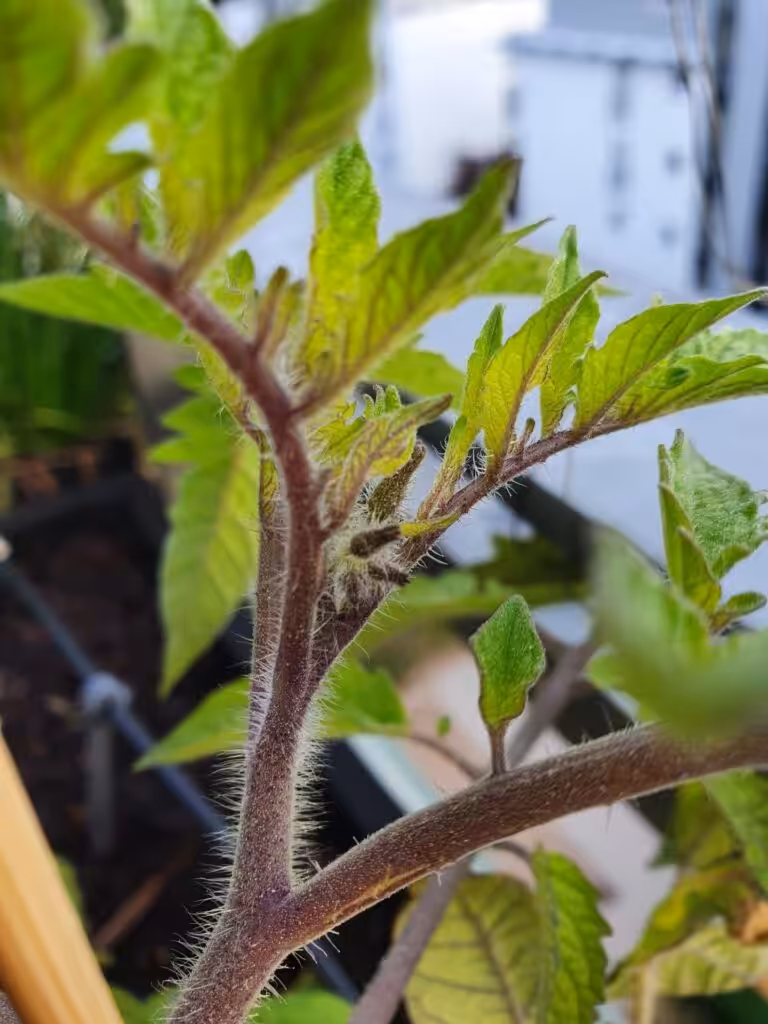 Es ist im Mai Zeit, die Tomatenjungpflanzen auf den Balkon zu setzen. Achte auf eine Abhärtung.