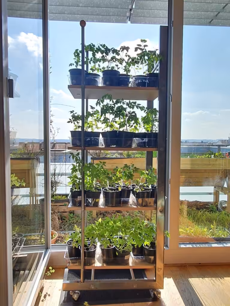 Anzucht der Tomaten. Sie wollen es hell und warm.