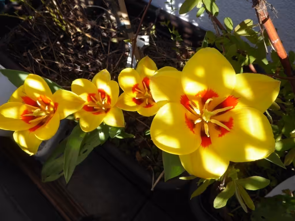 Tulpen sind sehr beliebt. September bis November sollten die Tulpenzwiebeln in die Erde gesteckt werden.