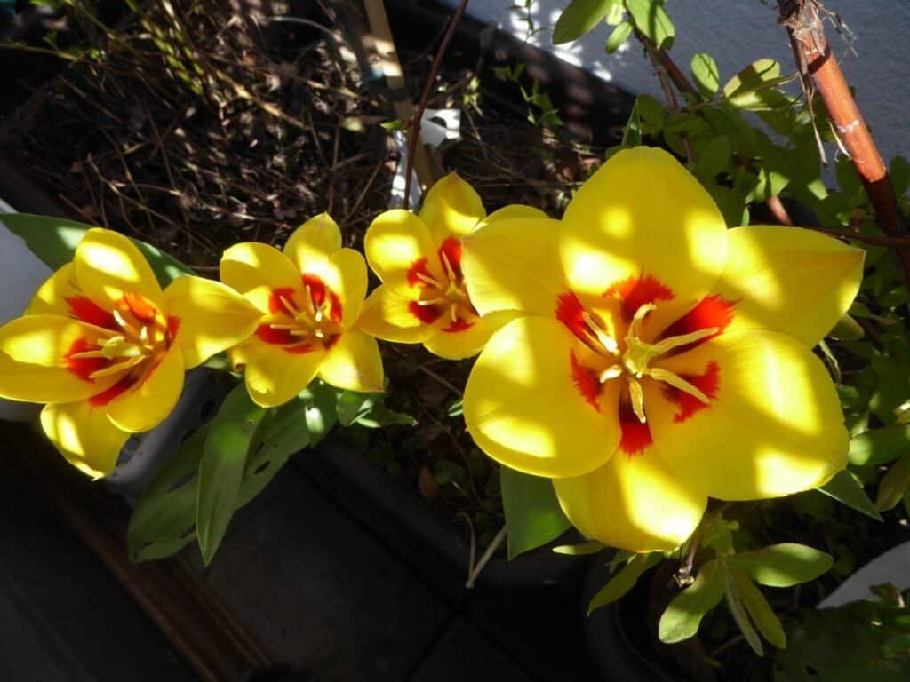 Tulpen sind sehr beliebt. September bis November sollten die Tulpenzwiebeln in die Erde gesteckt werden.