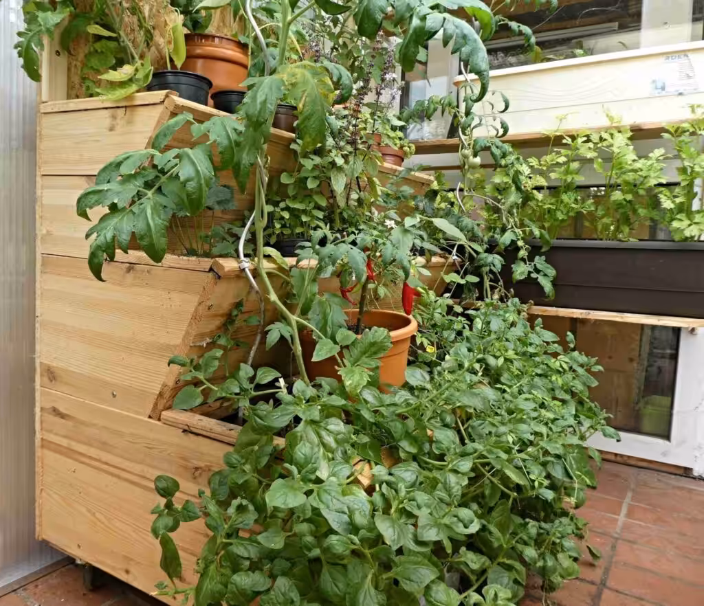 Dieses Vertikalbeet zum Vertikal Gärtnern auf Balkon und Terrasse baute ein Trinker von Grünen Smoothies. So versorgt er sich täglich mit dem wertvollen Pflanzengrün.