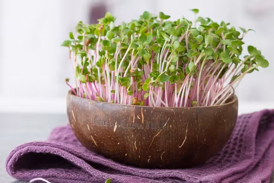 Microgreens in Bio-Qualität aus einer nachhaltigen polierten Kokosnuss-Hälfte. 