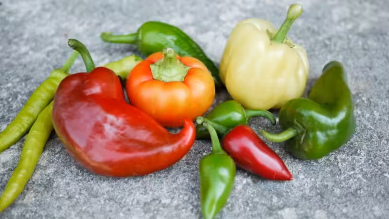 Tolle Auswahl an verschiedenen Paprika-Sorten.