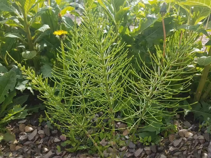 Ackerschachtelhalm ist eine wichtige Pflanze beim natürlichen Gärtnern im Einklang mit der Natur.