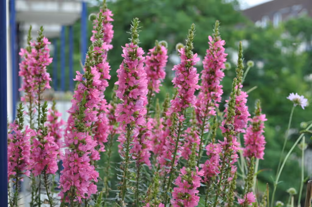 Für den Teich auf dem Balkon geeignet ist auf jeden Fall der Blutweiderich.