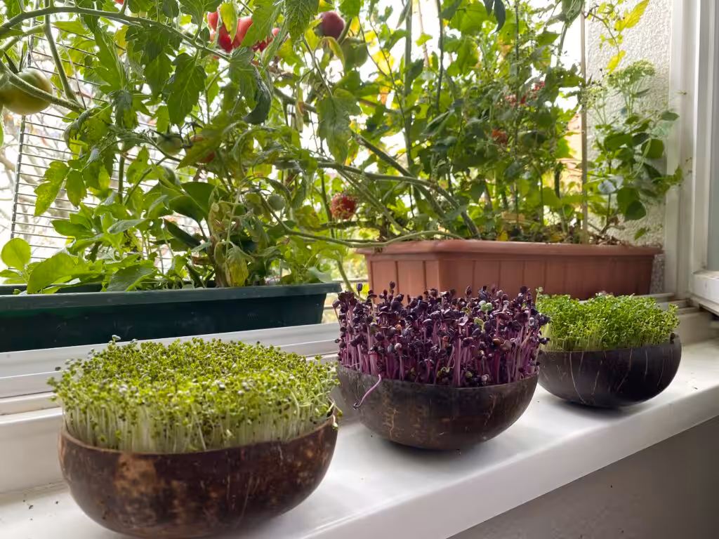 Microgreens auf der Fensterbank oder auf dem Küchentisch ziehen. 