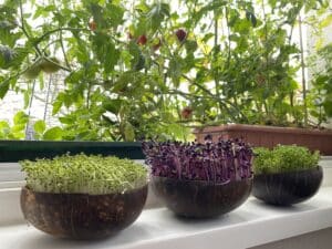 Microgreens vor Tomaten auf dem Fensterbrett