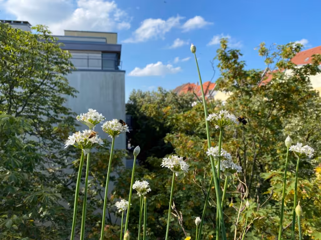 Sehr beliebt bei Insekten ist die Gattung Lauch (Allium). Hier sehe ich sogar Hummeln schlafen. Schon Frühblüher gesteckt? Hier findest Du Öko-Zwiebeln mit Rabatt.