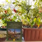 Lectures on the guidebook, published by GU: My biotope on the balcony. Experience nature and harvest happiness in the middle of the city. Insect-friendly gardening. Growing tomatoes, radishes, lettuce, chard, kale, French cabbage and microgreens on the windowsill!