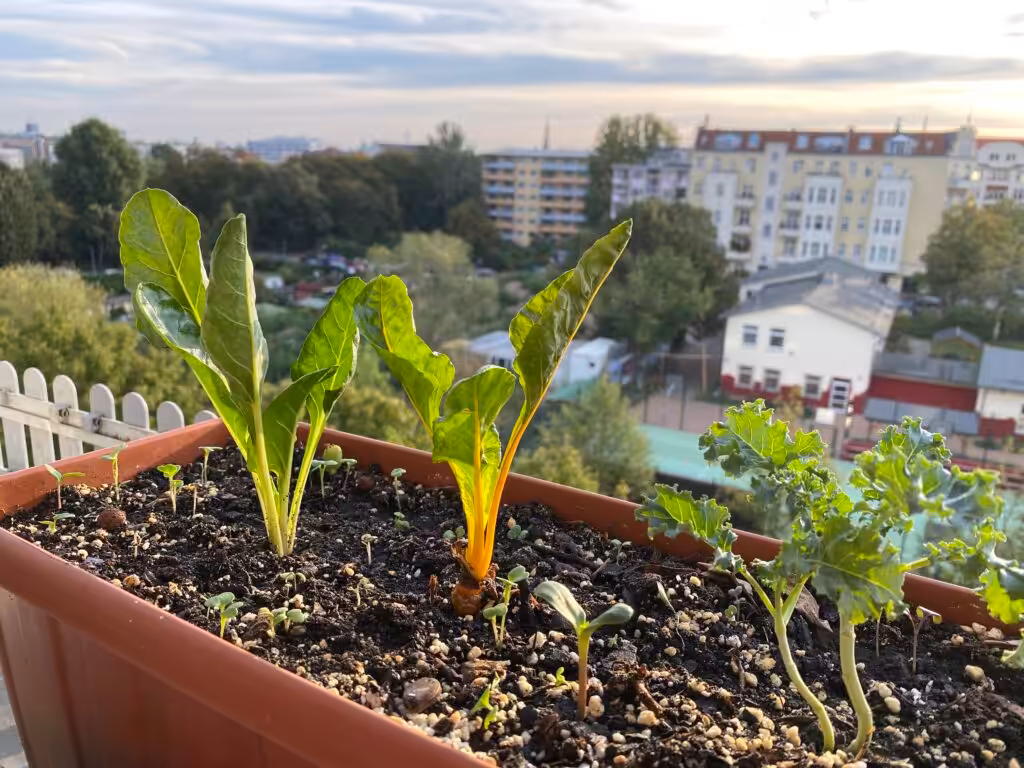 Balkon im Oktober - es können noch Asia-Salate, Rucola, Feldsalat ausgesät werden.