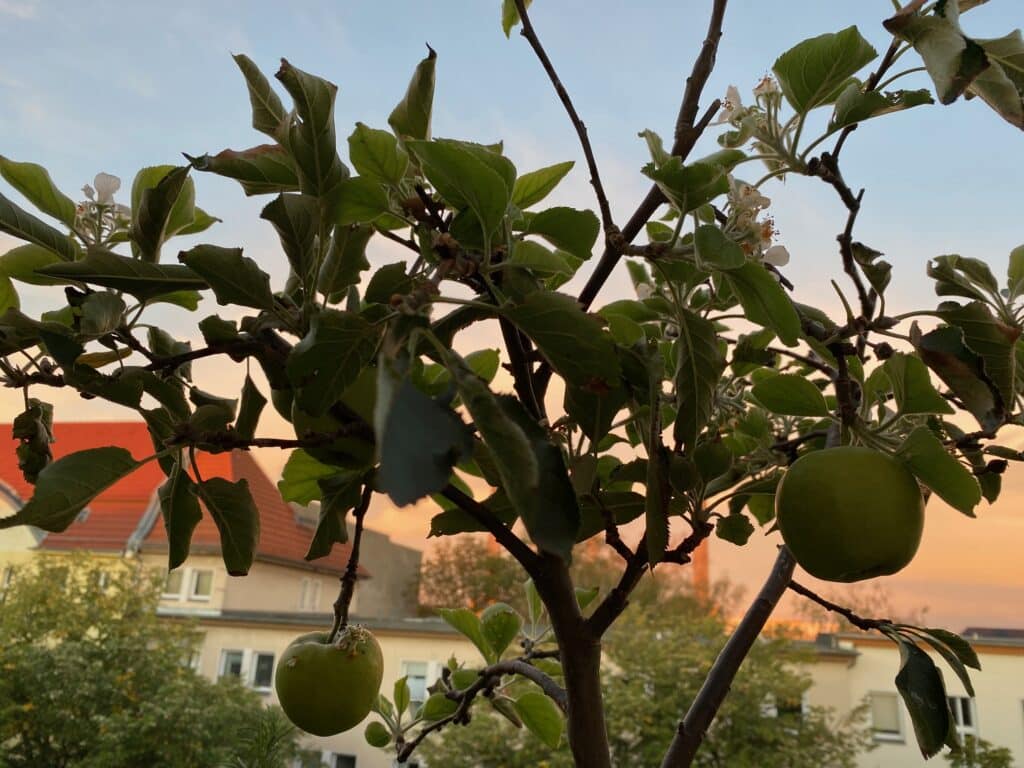 Fast fertige Äpfel leuchten im September. Was haben die neuen Apfelblüten zu bedeuten? Spielt die Natur verrückt? Klimawandel?