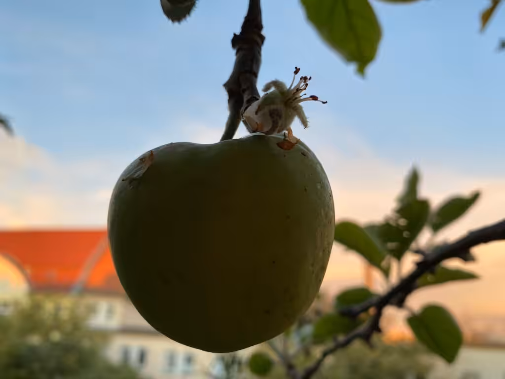 Direkt über dem fast pflückreifen Apfel blüht eine neue Apfelblüte.